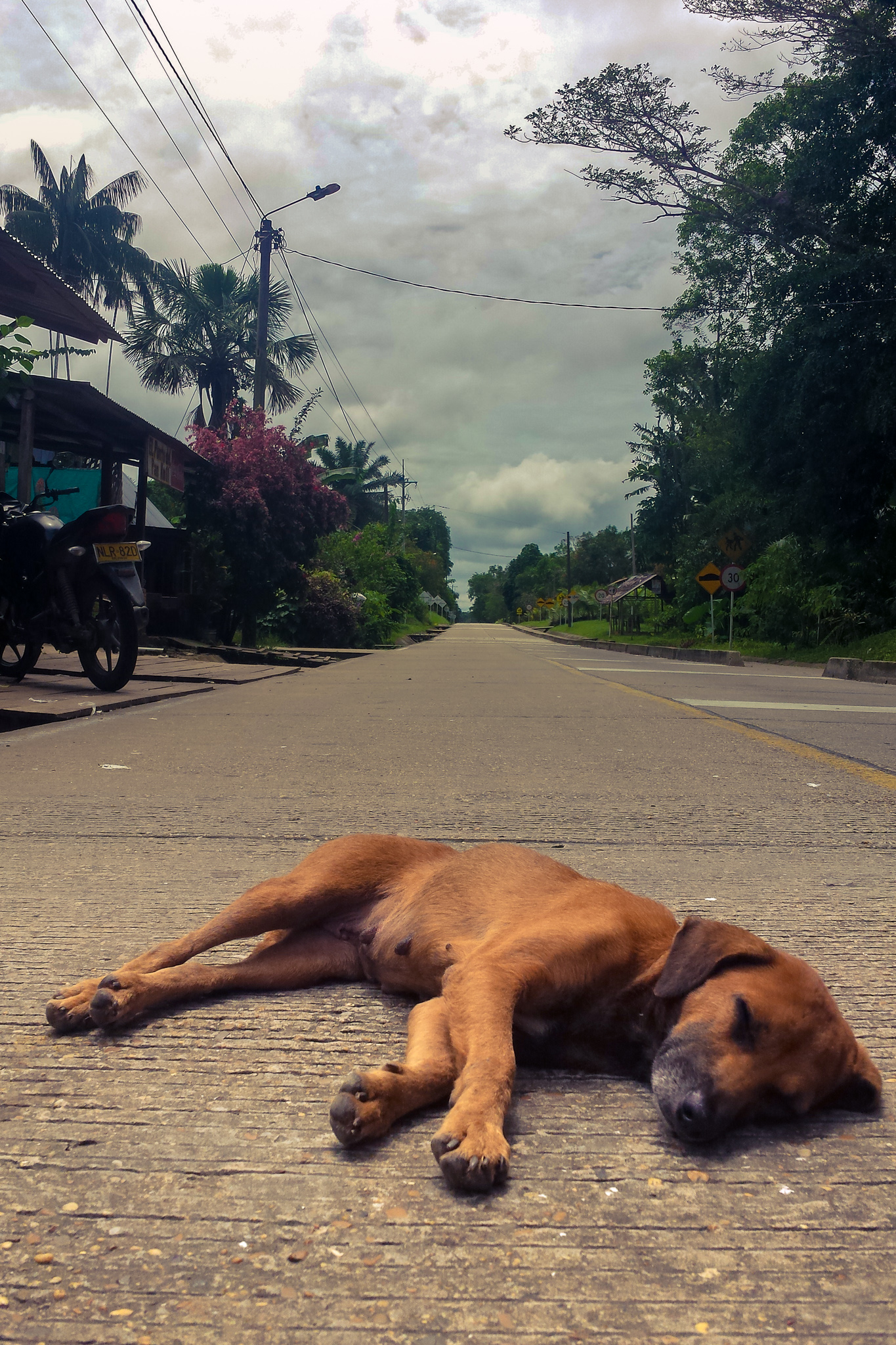 Colombian street dog