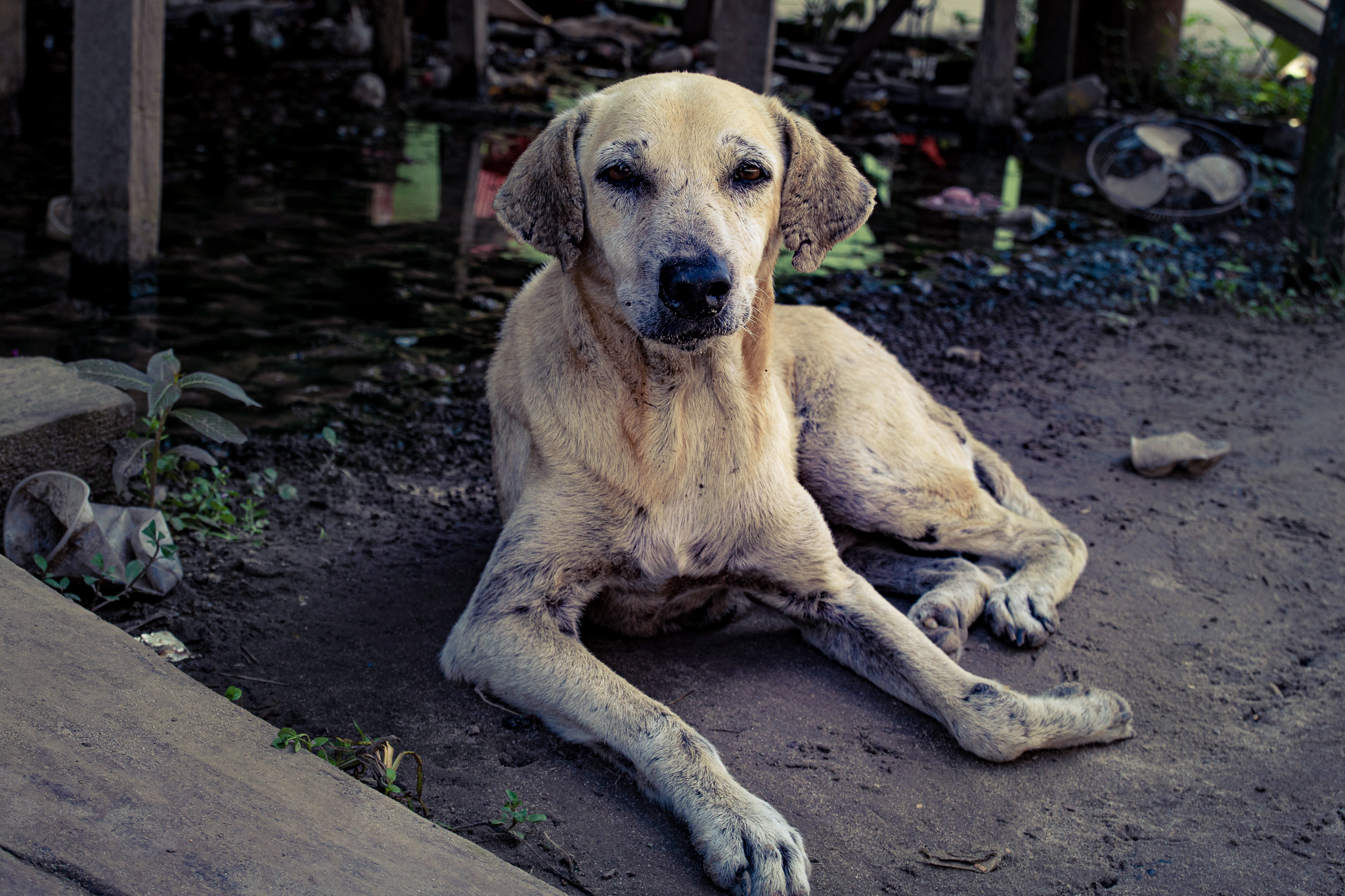 Peruvian street dog