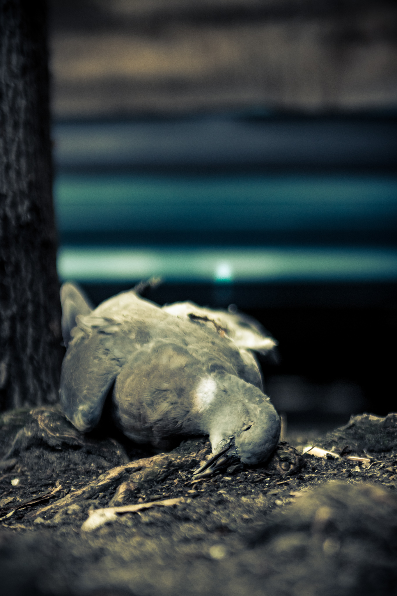 Dead on Berlins Streets