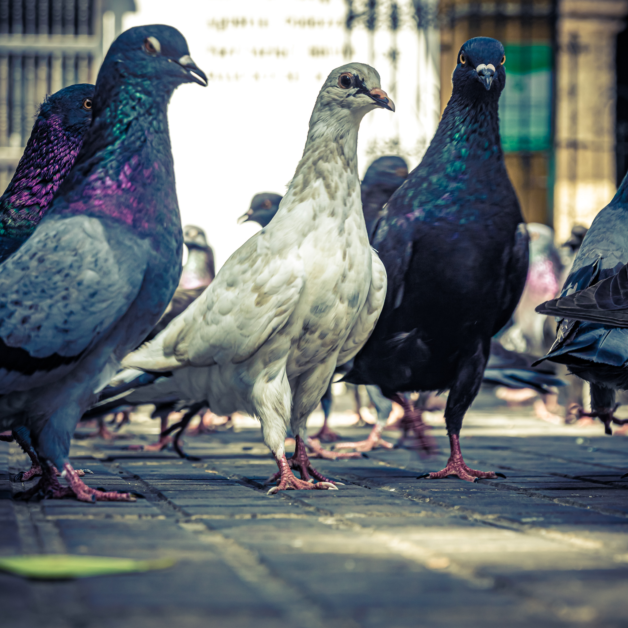 Two legs, but also two Wings