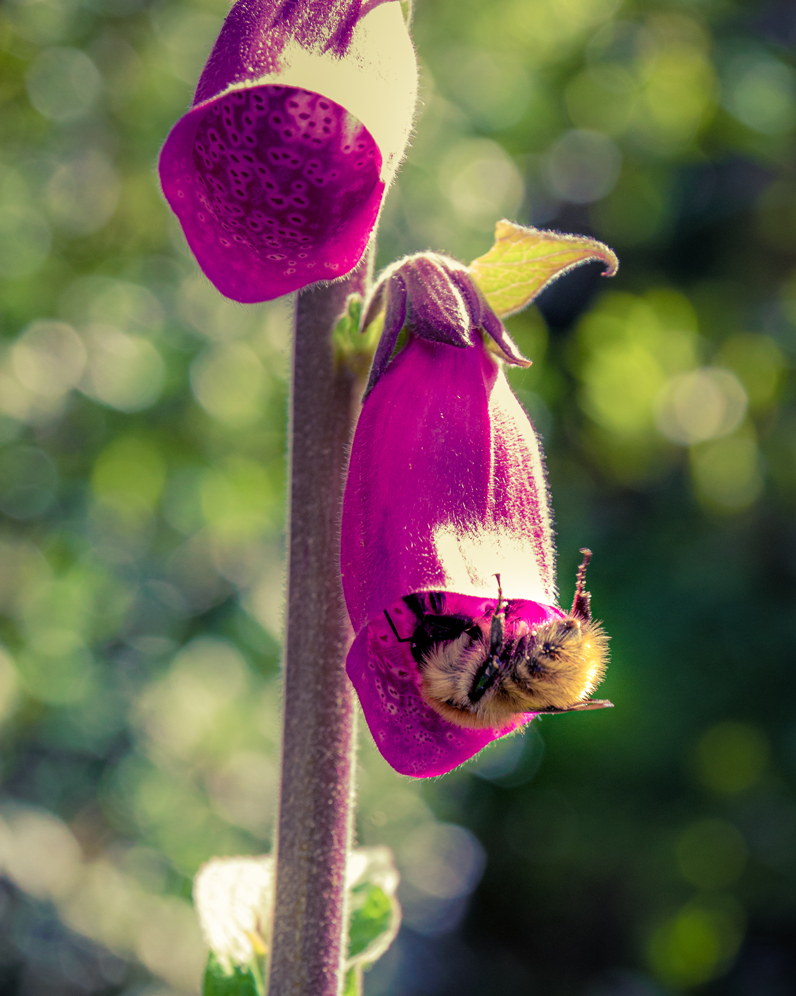 a portogisian bumble butt