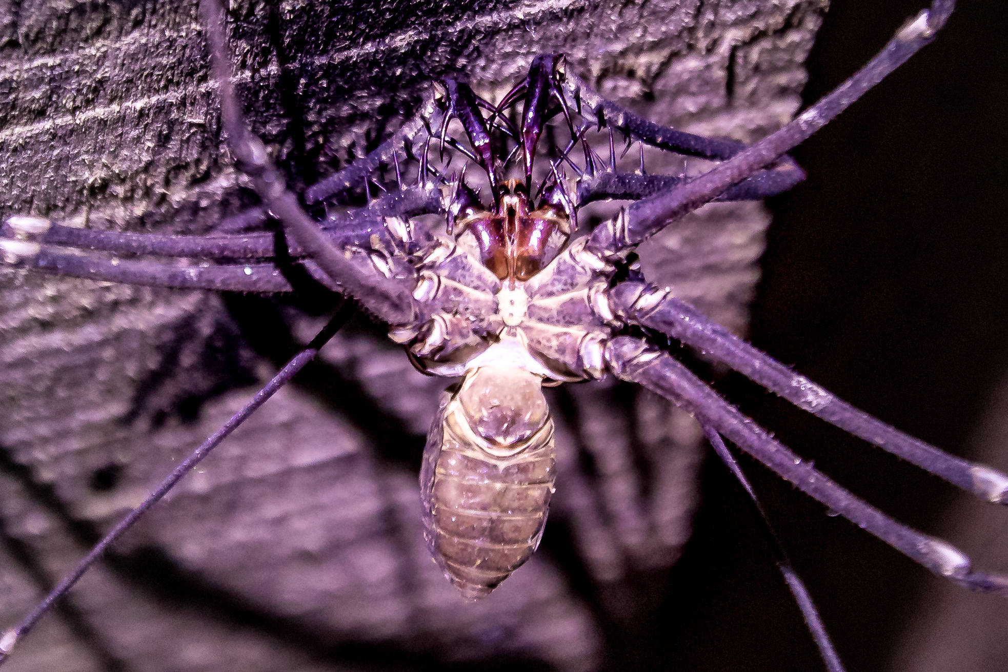 Four or more (legs, wings, what ever)