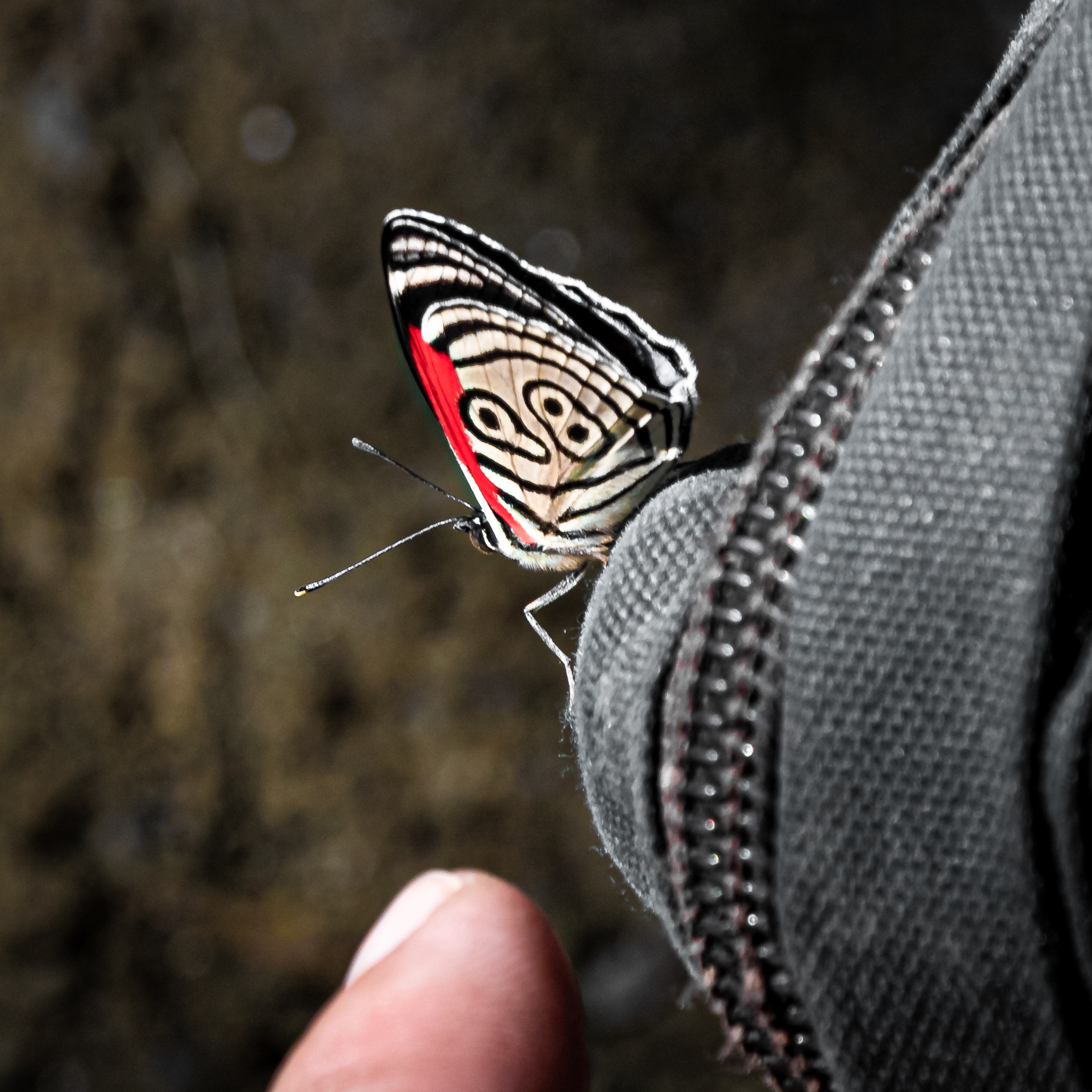 Colombian P8 butterfly